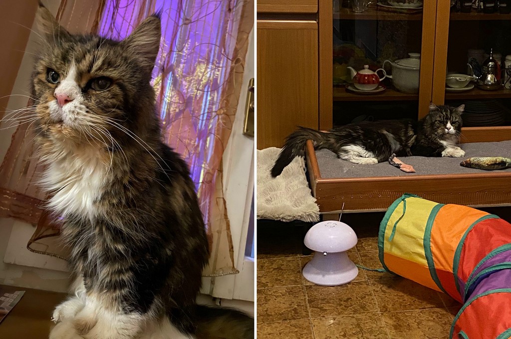 Teseo (Main Coon di 16 Anni)